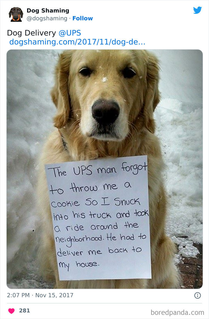Funny-Dog-Shaming-Pics