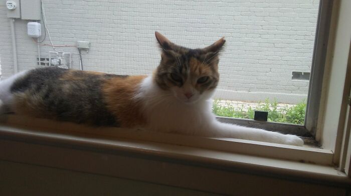 Joanna, The Rescue Kitty Queen Who Chose Me And Owns Me