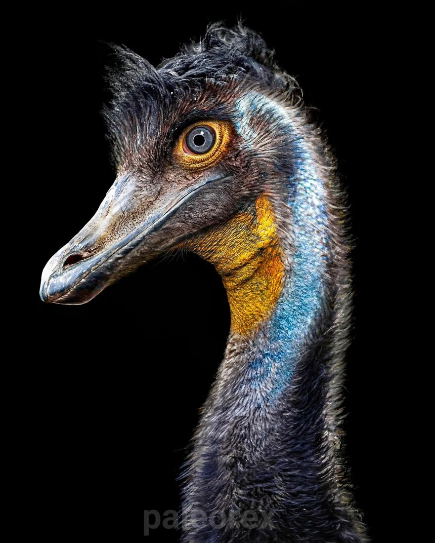 Ornithomimus