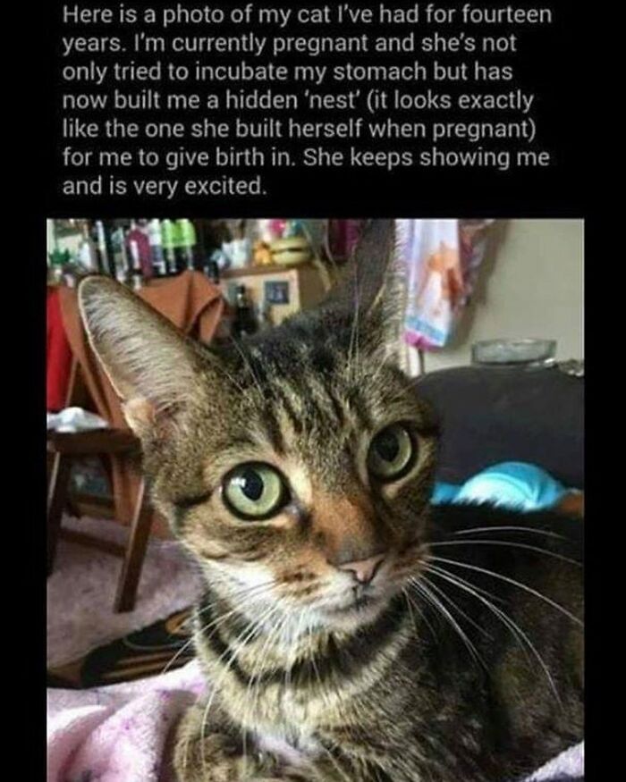 Funny-Cat-Jokes-Memes-Meow-Incorporated