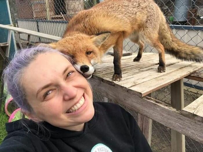 A Family-Run Farm Adopted A Rescue Fox That Has Formed An Inseparable Bond With An 11-Year-Old Girl