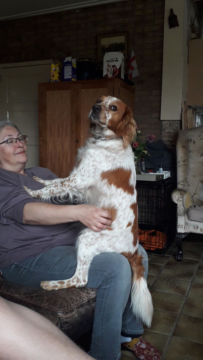 I Just Want To Show My Dog