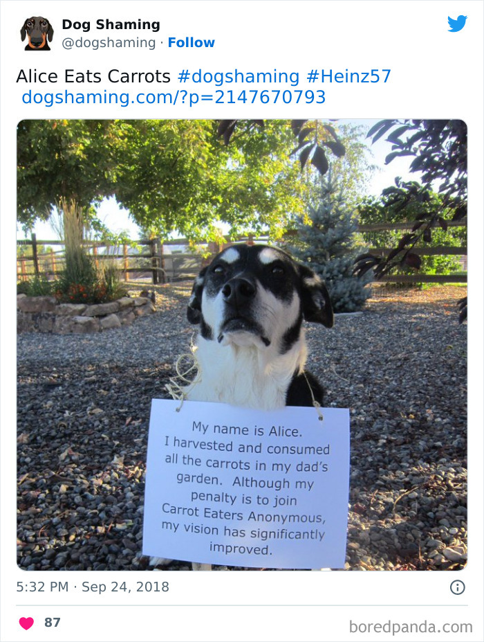 Funny-Dog-Shaming-Pics