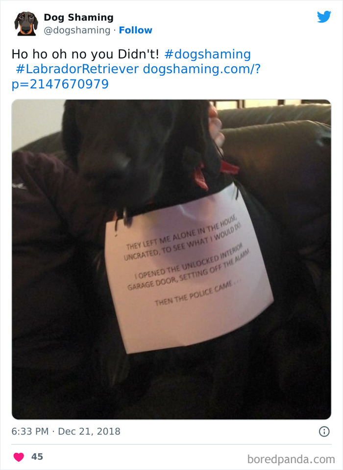 Funny-Dog-Shaming-Pics