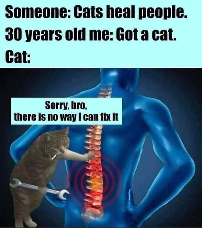 Funny-Cat-Jokes-Memes-Meow-Incorporated