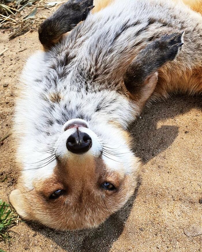 A Family-Run Farm Adopted A Rescue Fox That Has Formed An Inseparable Bond With An 11-Year-Old Girl