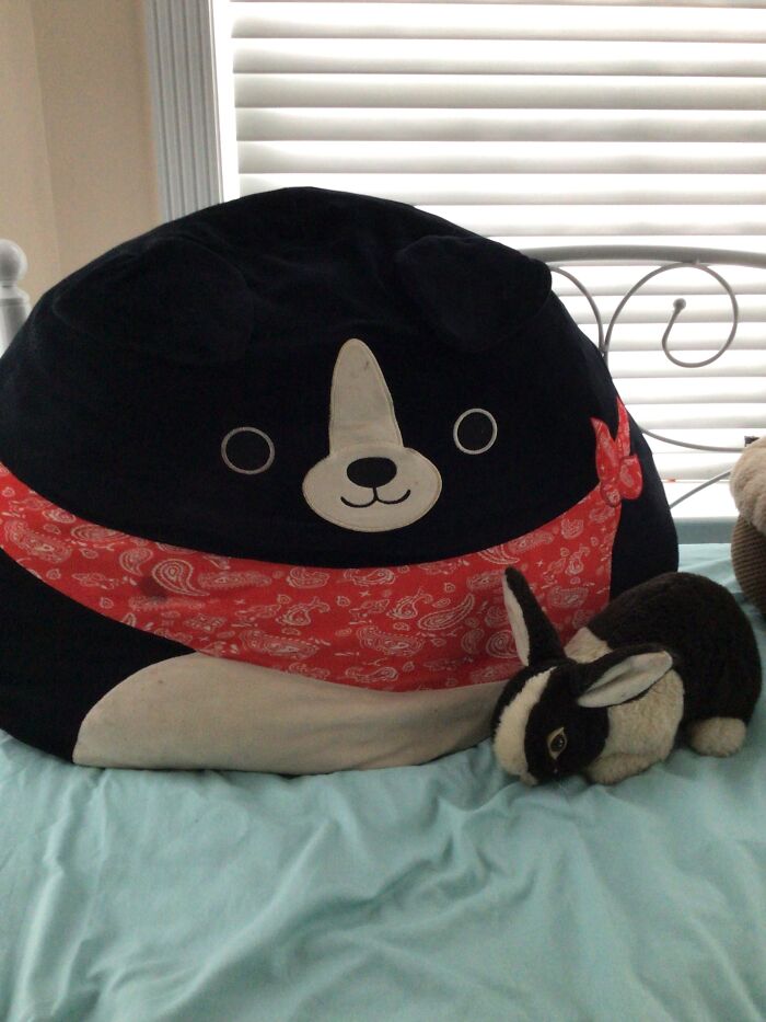 The Dog Is Named Copper. He Has Very Little Sentimental Value, He Just Is Comfy To Sleep On. The Bunny Is Named Bunny. My Childhood Friend Gave Him To Me When We Were 8. (We’re 17 Now And Still Stay In Touch)