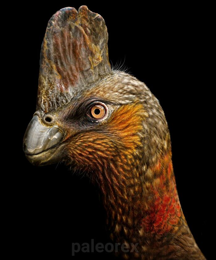 Close-up illustration of a long-extinct animal showing detailed feathers and a prominent crest on its head.