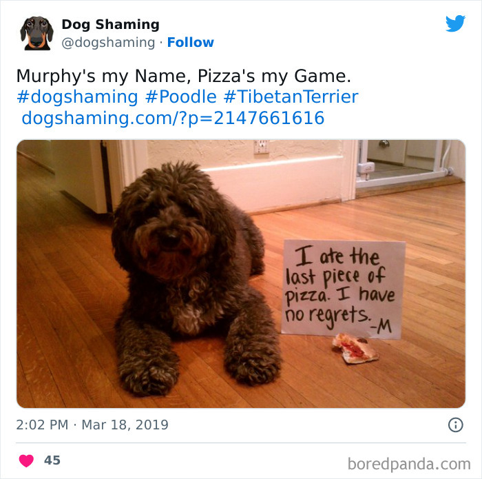 Funny-Dog-Shaming-Pics