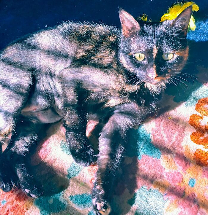 My Pretty Little Weirdo Cinder