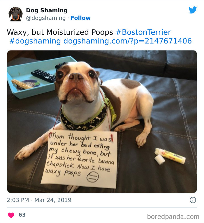 Funny-Dog-Shaming-Pics