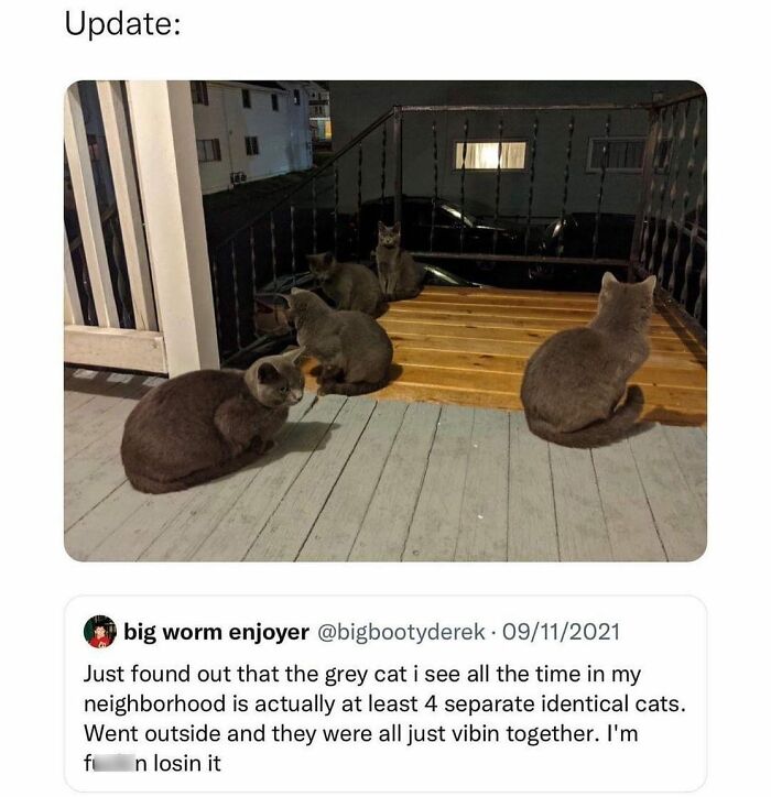 Funny-Cat-Jokes-Memes-Meow-Incorporated