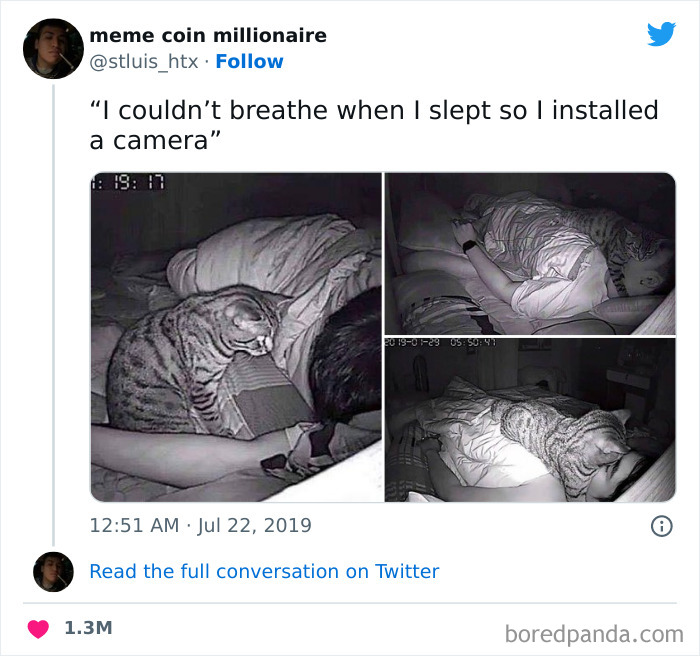 Funny-Cat-Jokes-Memes-Meow-Incorporated