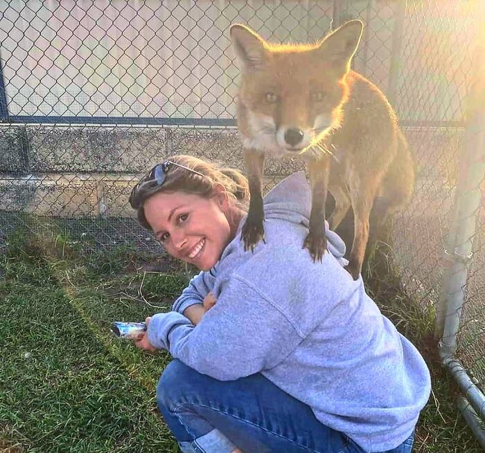 A Family-Run Farm Adopted A Rescue Fox That Has Formed An Inseparable Bond With An 11-Year-Old Girl