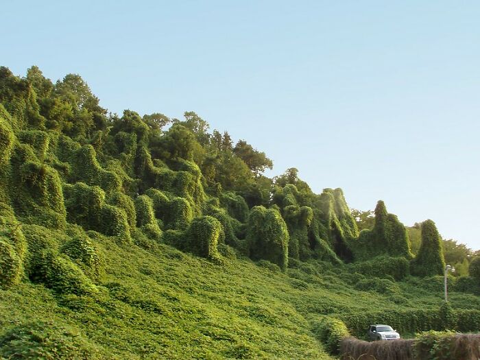 Dense green vines covering a hillside, illustrating nature’s unexpected overgrowth and challenges despite good intentions.