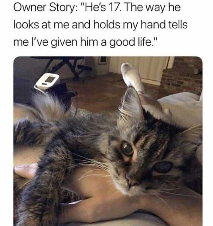 Funny-Cat-Jokes-Memes-Meow-Incorporated