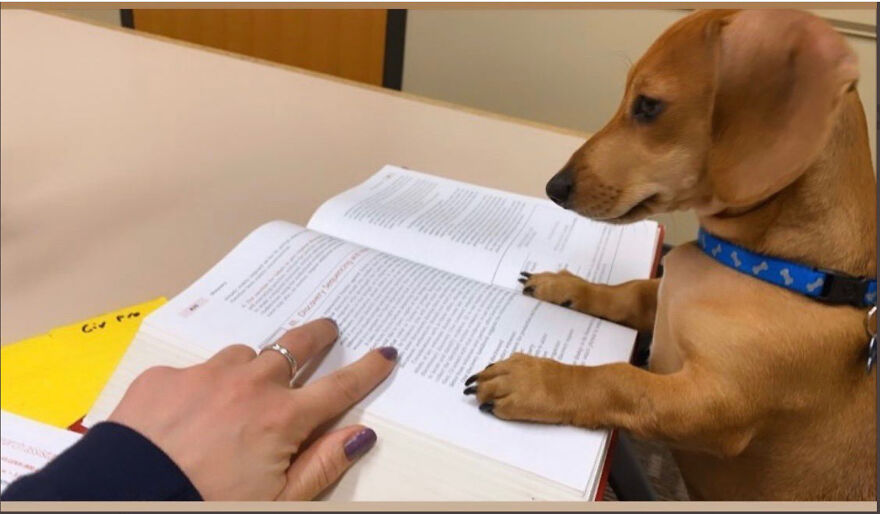 Teacher Asks Her Students To Send Pictures Of Their Pets Doing Classwork, The Results Are Insanely Adorable Teacher Asks Her Students To Send Pictures Of Their Pets Doing Classwork, The Results Are Insanely Adorable