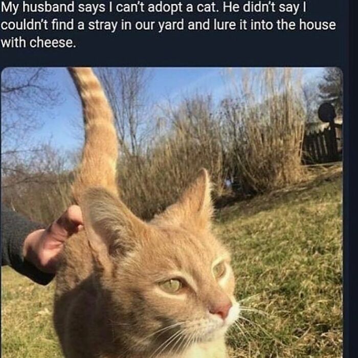 Funny-Cat-Jokes-Memes-Meow-Incorporated