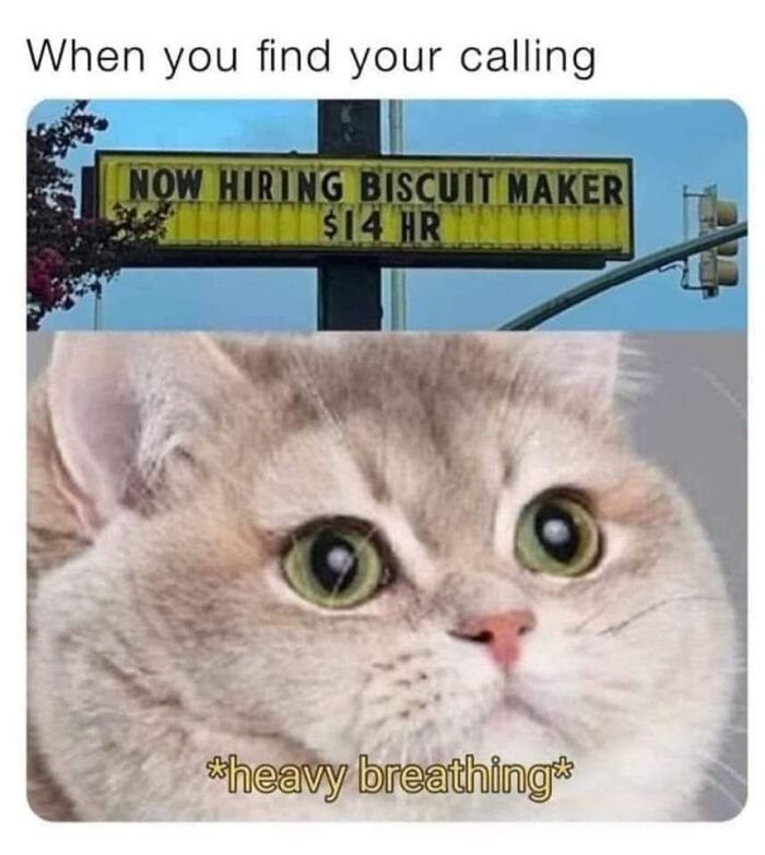 Funny-Cat-Jokes-Memes-Meow-Incorporated