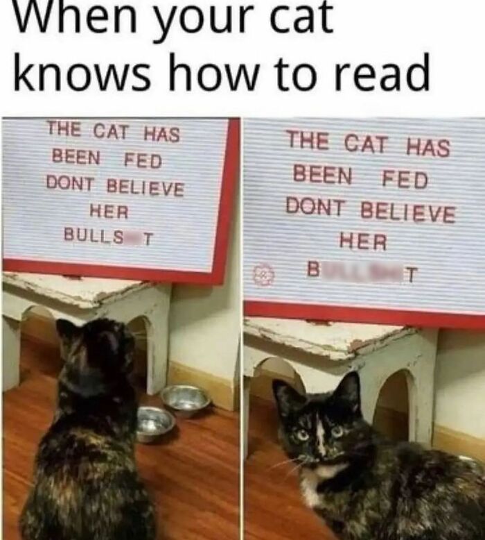 Funny-Cat-Jokes-Memes-Meow-Incorporated