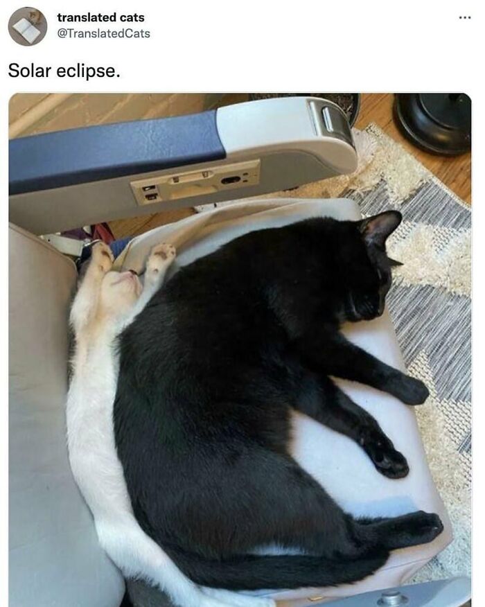 Funny-Cat-Jokes-Memes-Meow-Incorporated