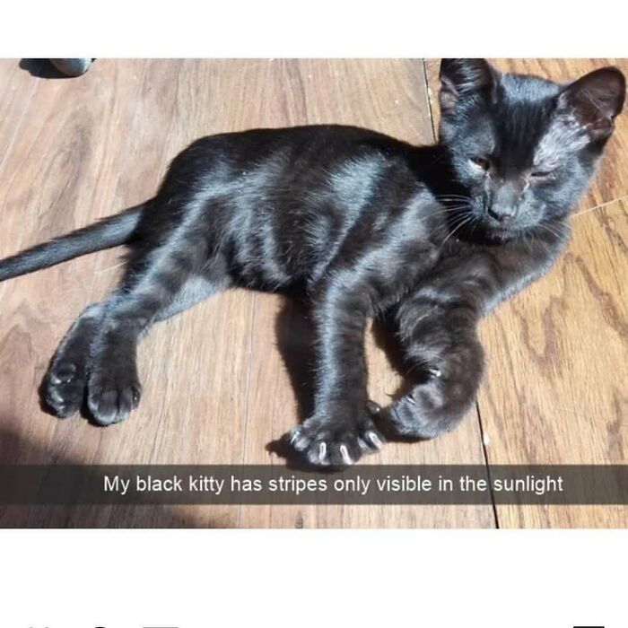 Funny-Cat-Jokes-Memes-Meow-Incorporated