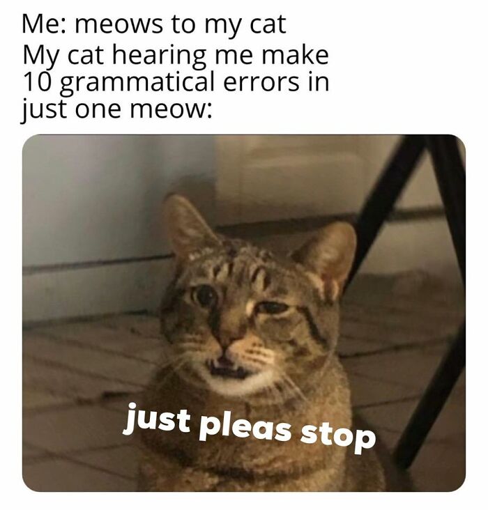 Funny-Cat-Jokes-Memes-Meow-Incorporated