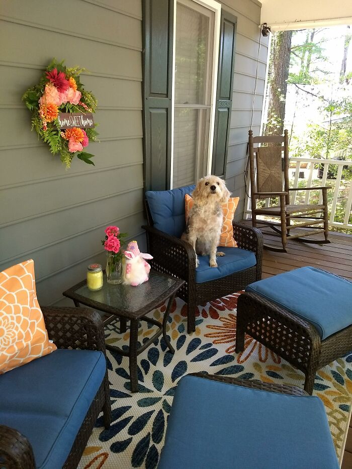 Our Rescue, Doc, Claiming His Chair On The Front Porch. Adopted At 5 Years And Still Going Strong At 14!