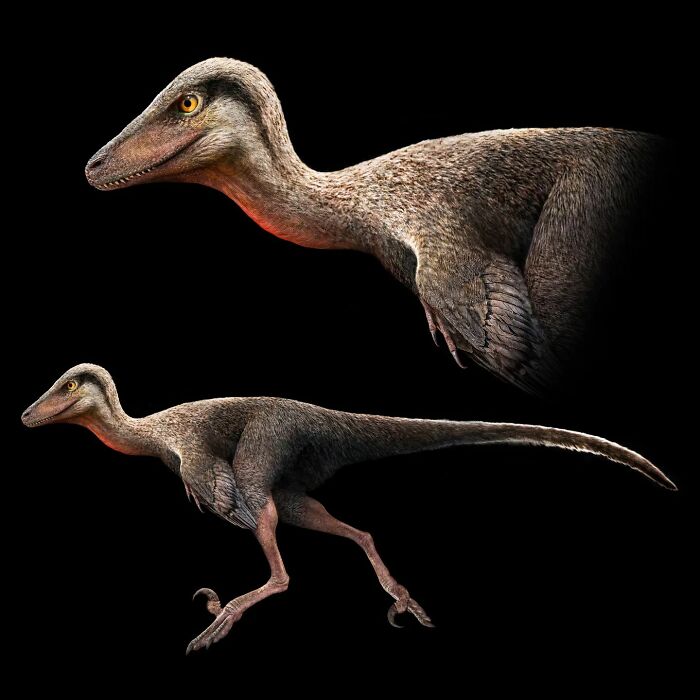 Illustration of a long-extinct animal showing detailed feathers and anatomy against a black background.