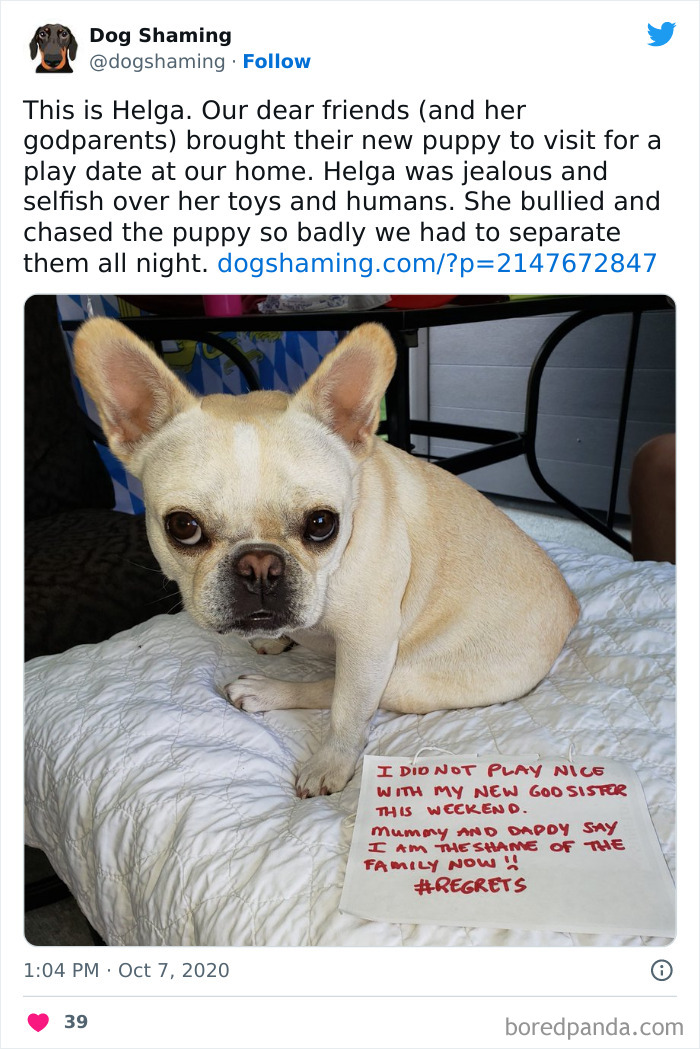 Funny-Dog-Shaming-Pics