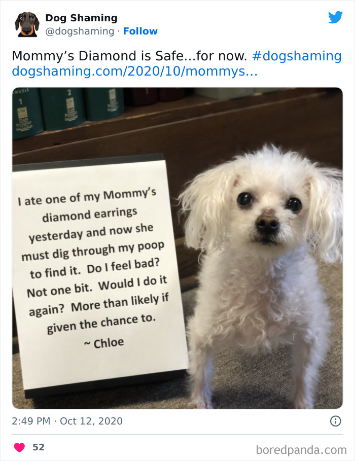 Funny-Dog-Shaming-Pics