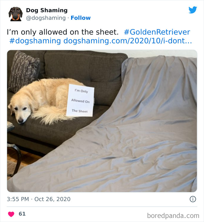 Funny-Dog-Shaming-Pics