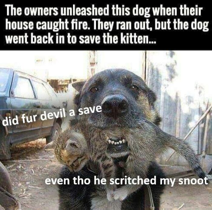 Funny-Cat-Jokes-Memes-Meow-Incorporated