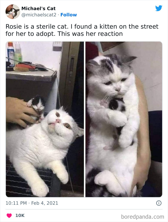 Funny-Cat-Jokes-Memes-Meow-Incorporated