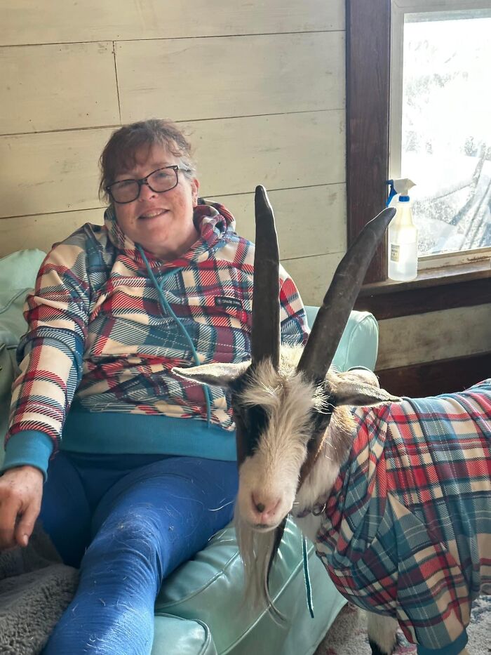 Dobby The House Goat