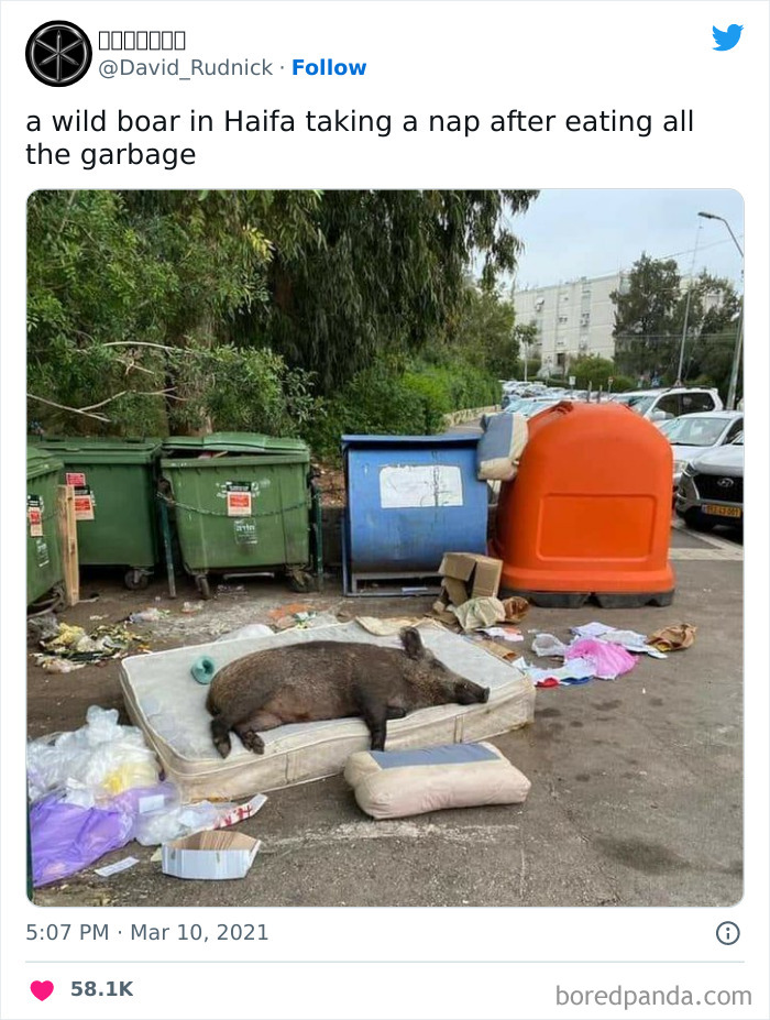 Wild Boar Taking A Nap After A Meal