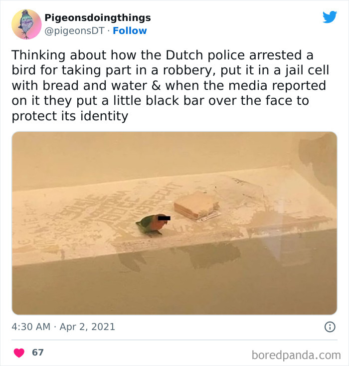 Animals-Places-They-Shouldnt-Be-Pics