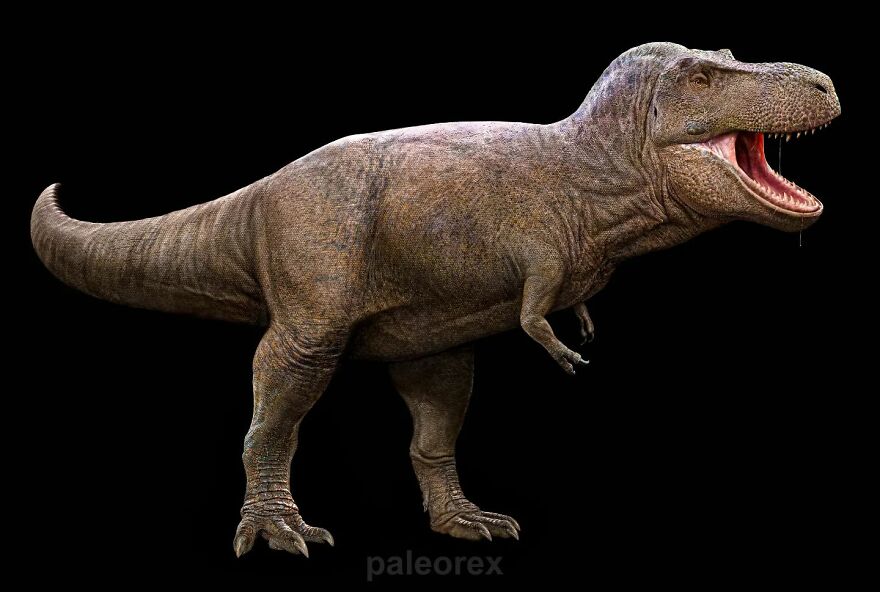 Tyrannosaurus Rex
