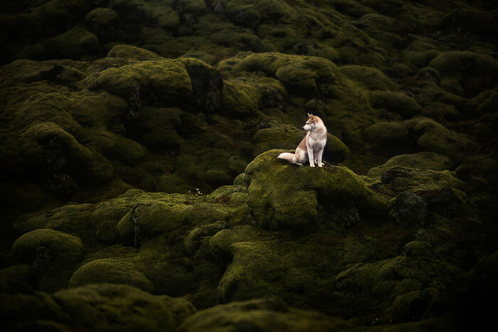Freyja In The Endless Dreamy Mossy Fields