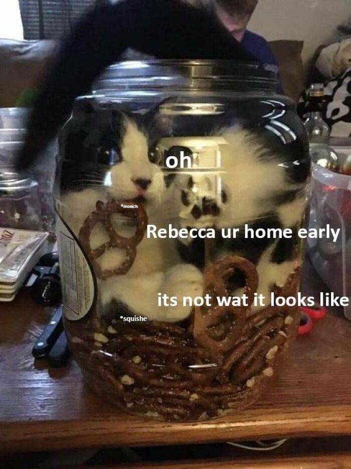 Funny-Cat-Jokes-Memes-Meow-Incorporated