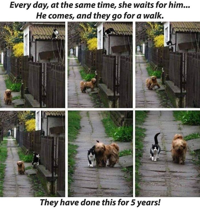 Funny-Cat-Jokes-Memes-Meow-Incorporated