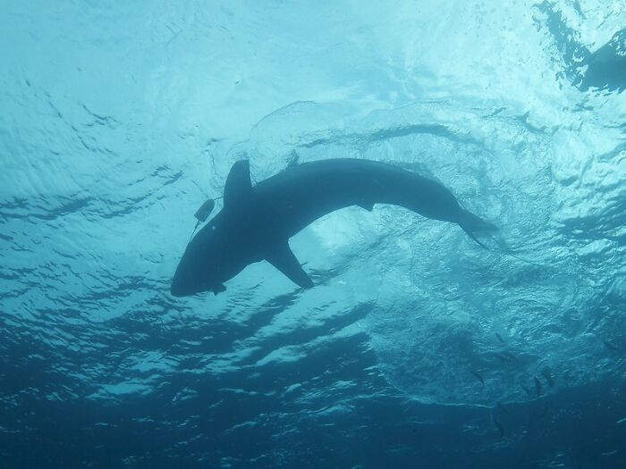 30 Of The Most Unusual, Most Mysterious, Or Just Weird Things Seafarers Ever Experienced During Their Journeys