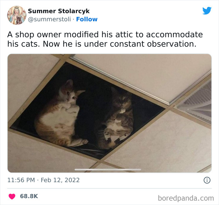 Funny-Cat-Jokes-Memes-Meow-Incorporated