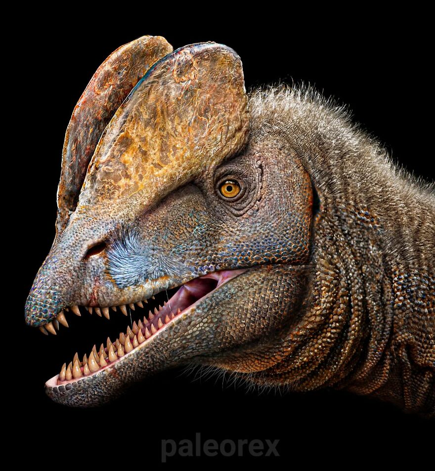 Dilophosaurus