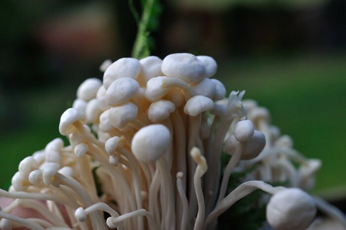 Close-up of fresh mushrooms, highlighting a product many can no longer afford due to rising prices.