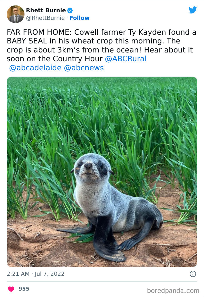 This Fella Walked 3 Km From The Beach To A Wheat Farm And Got Lost
