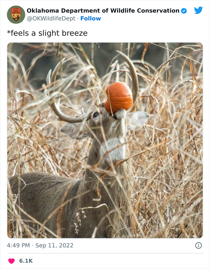 Oklahoma-Wildlife-Conservation-Department-Twitter