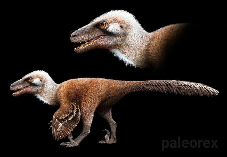 Utahraptor