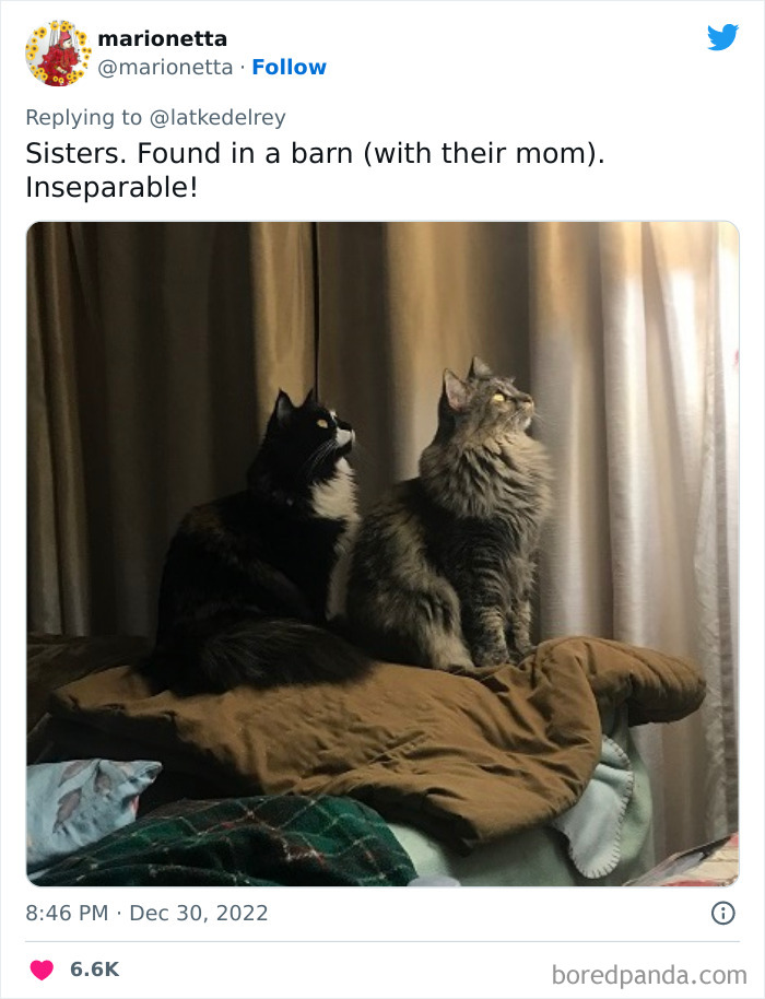 Bonded-Pairs-Of-Cats-Get-Adopted-Together