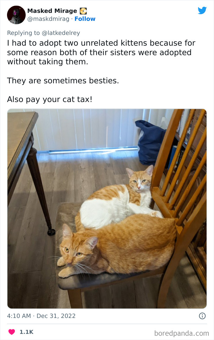 Bonded-Pairs-Of-Cats-Get-Adopted-Together